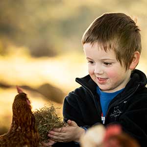 Image of a small boy with a hen